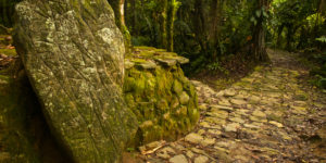Stone pathway and ancient ruins covered in moss in the Colombian jungle.