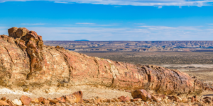 A panoramic view of the Petrified Forest in Chubut, Argentina, showcasing the towering petrified trunks of ancient trees against a clear blue sky.