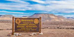 A panoramic view of the Petrified Forest in Chubut, Argentina, showcasing the towering petrified trunks of ancient trees against a clear blue sky.