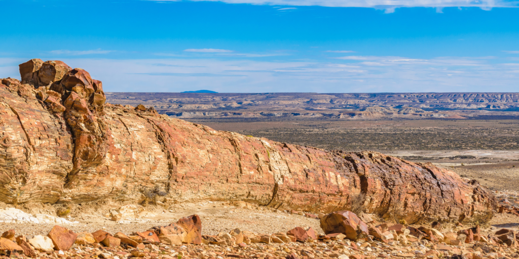 A panoramic view of the Petrified Forest in Chubut, Argentina, showcasing the towering petrified trunks of ancient trees against a clear blue sky.