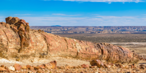 A panoramic view of the Petrified Forest in Chubut, Argentina, showcasing the towering petrified trunks of ancient trees against a clear blue sky.