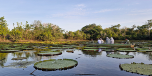 Several large, round water lily pads with upturned edges floating on a pond, with trees and people in the background.