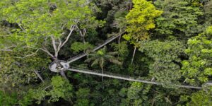 Iwokrama Canopy Walkway, a suspension bridge high in the rainforest canopy of Guyana.