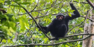 Spider monkey in a tree at Karanambu Lodge, Guyana.