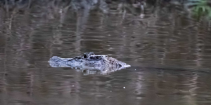 Caiman sighting during a Three Guyana's tour, highlighting the wildlife of Guyana's rivers.