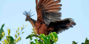 Hoatzin observed during a Three Guyana's tour, highlighting the unique birdlife of Guyana.