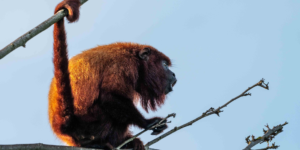 A howler monkey with reddish-brown fur sitting on a tree branch, gazing towards a distant horizon.
