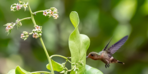 A small hummingbird with iridescent feathers hovering near a flower, its long beak reaching for nectar.