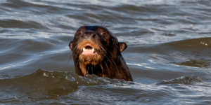 Close-up of a giant otter in water at Rewa EcoLodge, Guyana.