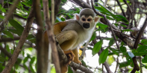 Spider monkey sighting during a Three Guyana's tour at Karanambu Lodge, showcasing the wildlife of the Rupununi Savannah.