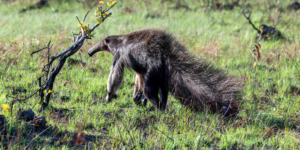 Giant anteater spotted on a Three Guyana's tour, illustrating the region's unique wildlife.