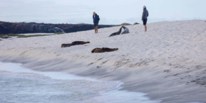 Image of two people on the beach in galapagos, closely looking at two sealions resting. background shows small vessels and a dinghy