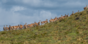 A group of guanacos, a South American camelid, walking up a hillside in Patagonia. The sky is cloudy and the landscape is green.