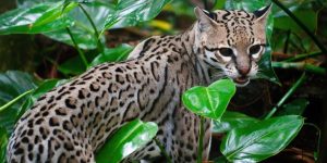 An ocelot camouflaged in the jungle.