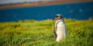 A Magellanic penguin standing on a grassy hill.
