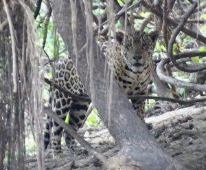 A jaguar with spotted coat partially hidden in the dense foliage of a forest, illuminated by a light source at night.