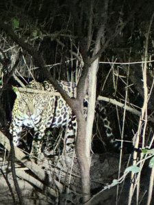 Jaguar sighting during a Three Guyana's tour, showcasing the wildlife that can be seen in Guyana.