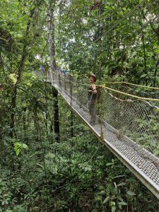 View of a person on the Iwokrama Canopy Walkway during a Three Guyana's tour, showcasing the rainforest environment.