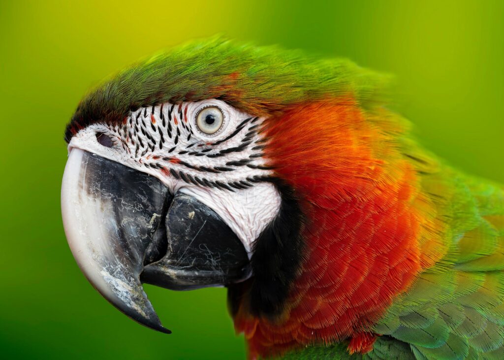 A macaw on the Amazon River