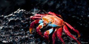 Close-up of a Sally Lightfoot Crab with a red and orange carapace, blue and white markings, and red legs, on dark, textured volcanic rock.