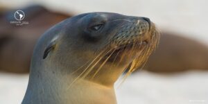 A close-up shot of a sea lion's head, showing its dark fur, whiskers, and eyes, with a blurred background.