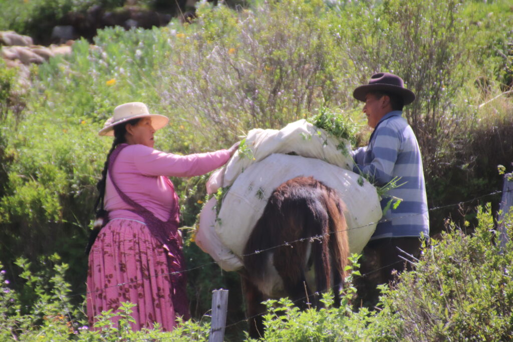 An image of Local life on Isla del Sol Lake Titicaca, Bolivia