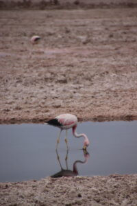 Flamingo Atacama Desert Chile