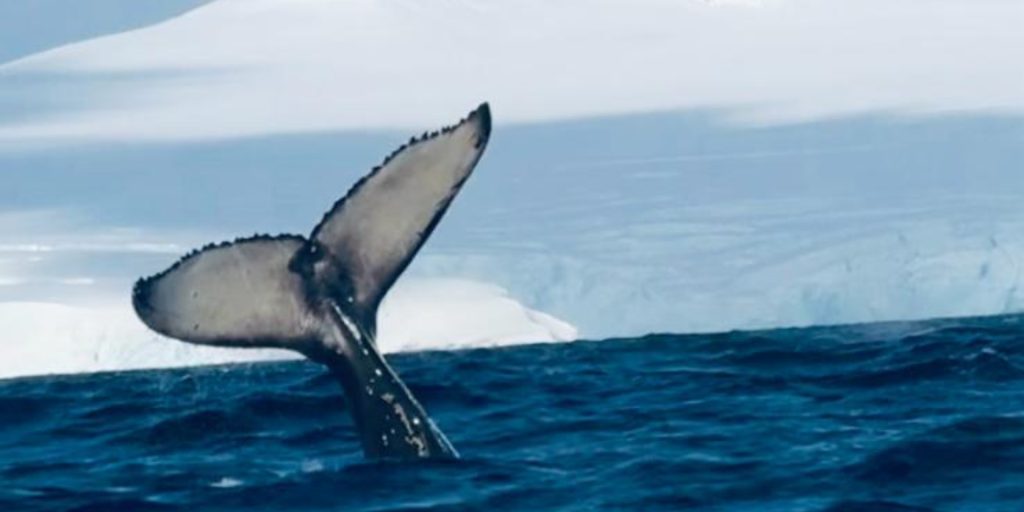 Antarctica with Aurora Expeditions - whale tale image