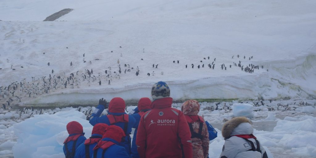 an image of a penguin colony with Aurora Expeditions crew and guests in foreground