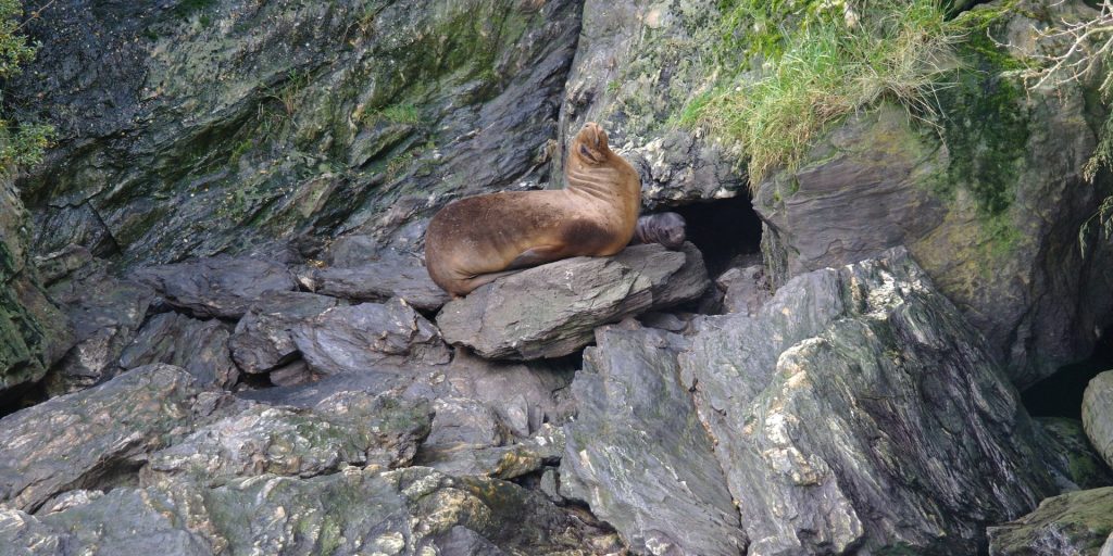 an image of a seal on the rocks