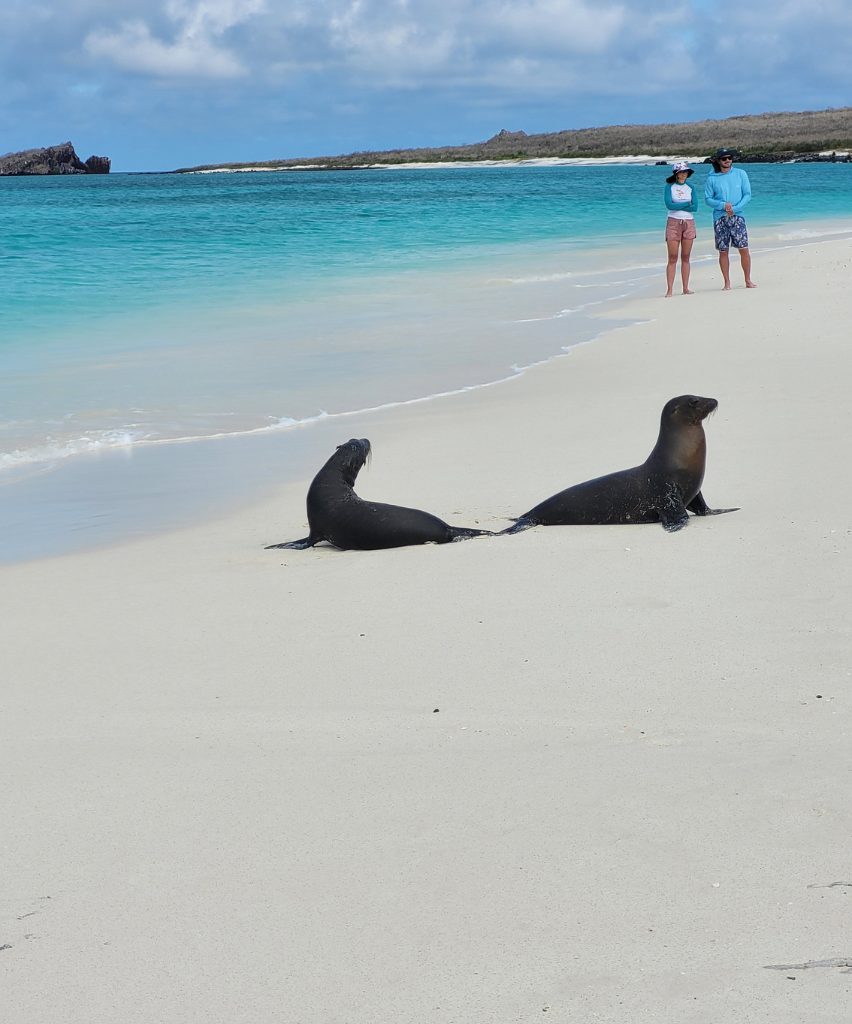 Galápagos sea lions on the white sand beach of Española Island in the Galápagos Islands, Ecuador, with turquoise water and guided visitors nearby.