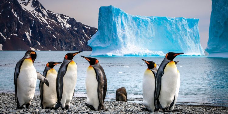Greg Mortimer: Spirit of Antarctica
