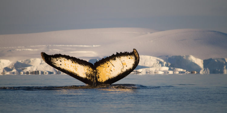 Antarctica Express Air-Cruise