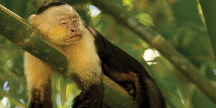 Costa Rica and Panama Canal Cruise