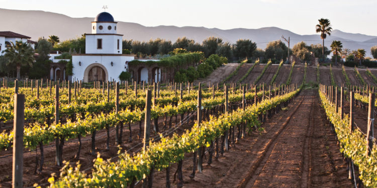 Adobe Guadalupe Winery