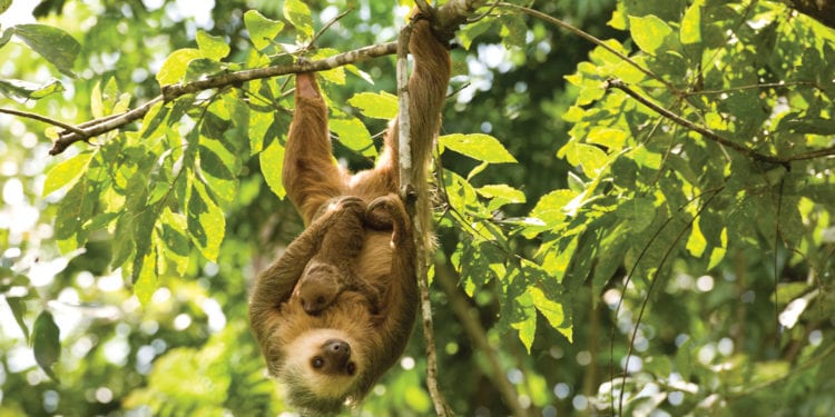 Central America Cruise Adventure