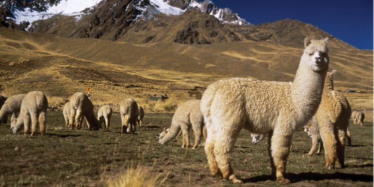 Dinah, Peru. October, 2018.