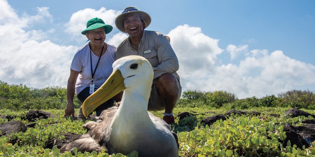 Waved Albatross, Espanola, Galapagos Islands